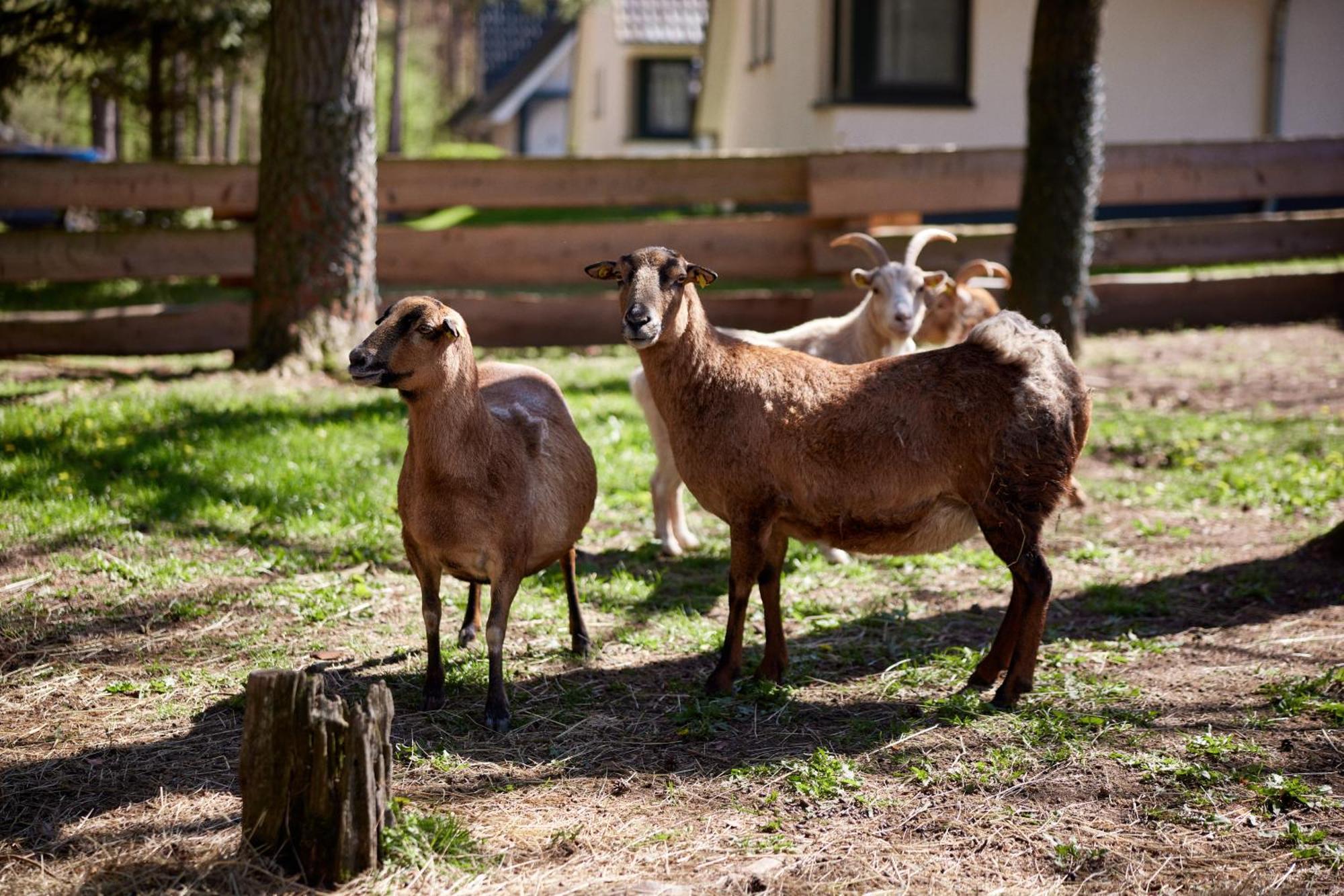 Van Der Valk Naturresort Drewitz Отель